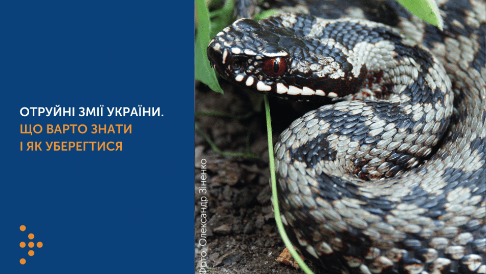 ОТРУЙНІ ЗМІЇ УКРАЇНИ. ЩО ВАРТО ЗНАТИ І ЯК УБЕРЕГТИСЯ